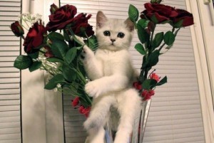 Создать мем: кот с цветами, фотография друзей, кошка с букетом