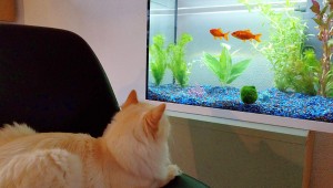 Создать мем: рыбки в аквариуме, аквариум маленький, золотая рыбка и аквариум для нее