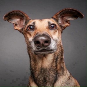Create meme: funny animal faces, funny dog, dog portrait