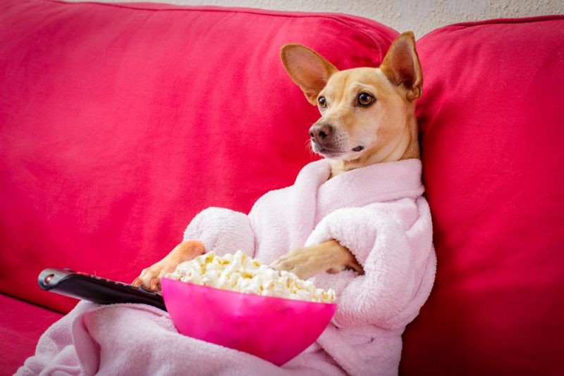 Create meme: Chihuahua dog, dog with popcorn, a dog with a remote control on the couch