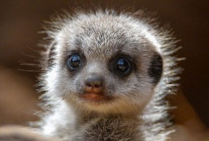 Create meme: animals, cute meerkats, meerkat without the tail