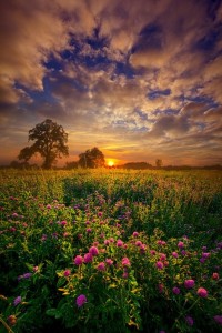 Create meme: beautiful dawn, nature sunset, dawn in a field