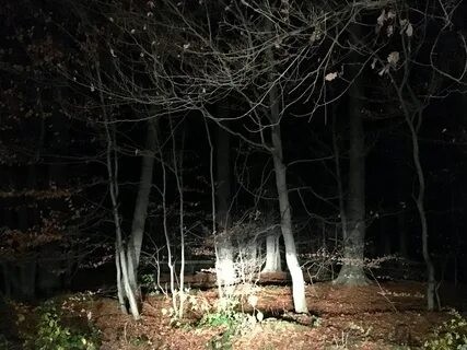 Create meme: in the forest at night, a clearing in the forest at night, the forest is scary