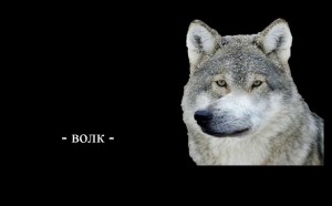 Create meme: funny wolf, wolf wolf, the wolf wolf wolf
