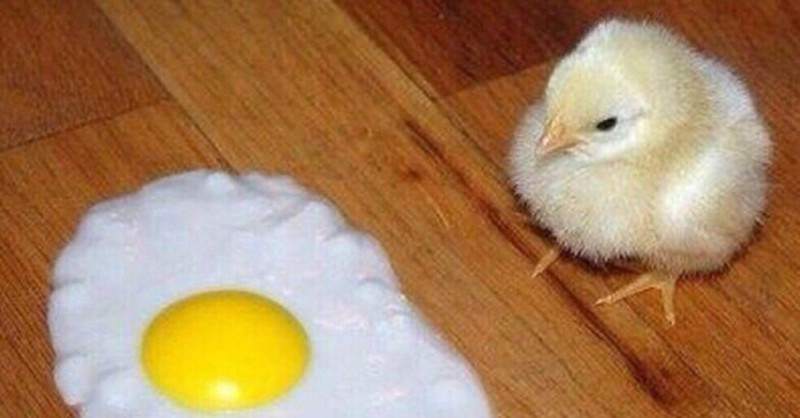 Create meme: funny chicken, chicken and scrambled eggs, egg and chicken