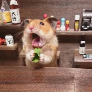 Create meme: hamster, funny hamster