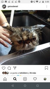 Create meme: Kasandra, wet cat pictures, kedi