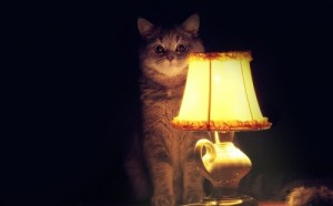 Create meme: Cat with lamp