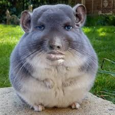 Create meme: animals, Chinchilla, fat chinchilla