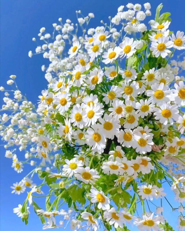Create meme: chamomile summer, beautiful daisies, chamomile field