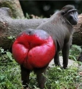 Create meme: butt monkey, krasnozhopye monkey, monkey with red ass