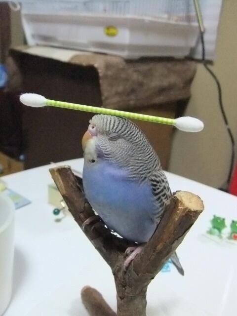 Create meme: budgie female, The budgie, wavy parrot funny