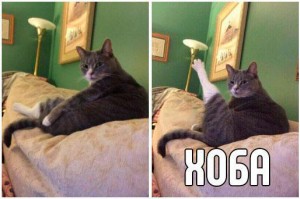 Create meme: risovac, memes, meme cat hoà