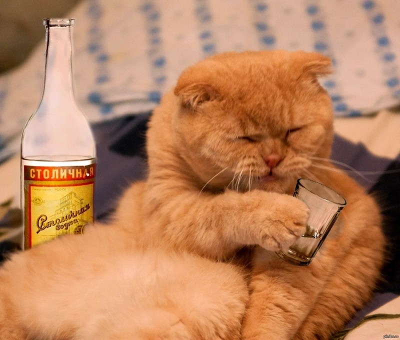 Create meme: the cat is an alcoholic, cat with a bottle, A red-haired cat with a phone