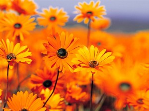 Create meme: flowers, flowers, orange flowers