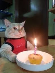 Создать мем: с днем рождения мем кот, день рождения мем, котики смешные