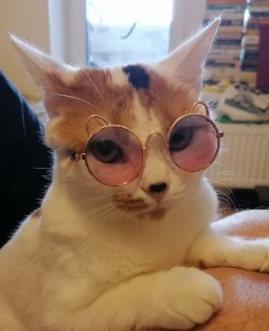 Create meme: cute cat, cat, cat with glasses