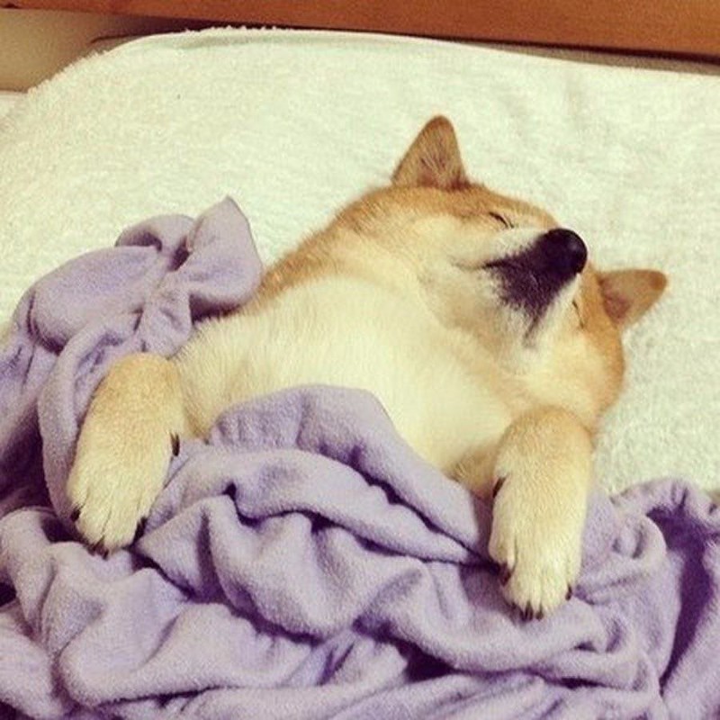 Create meme: dog Shiba inu, shiba inu is sleeping, Akita inu 