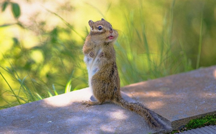 Create meme: The chipmunk, siberian chipmunk, funny chipmunk