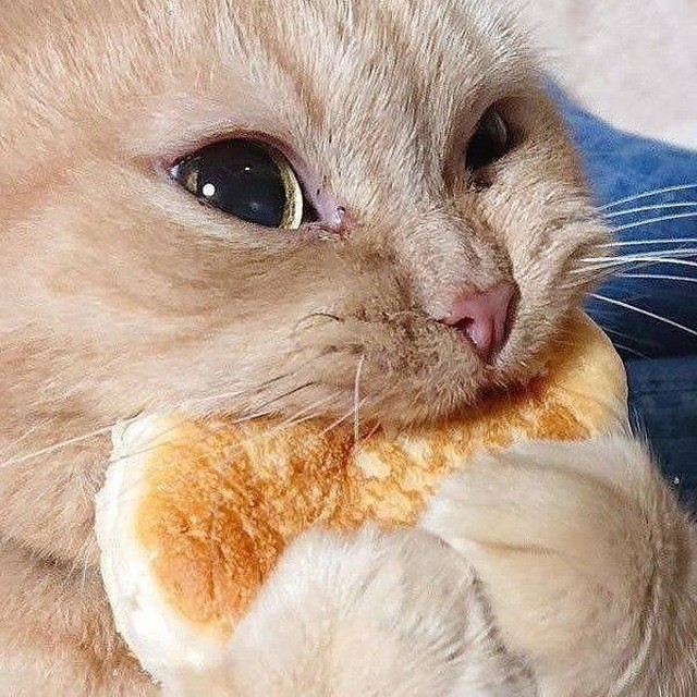 Create meme: hungry cat, cat , cute cats 