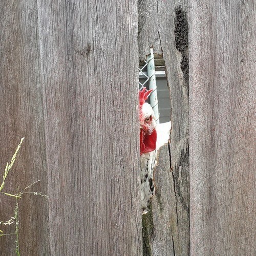 Create meme: a gap in the fence, a woodpecker is hammering a tree, a hole in the fence