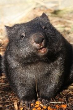 Create meme: wombat, animal wombat, australian animals