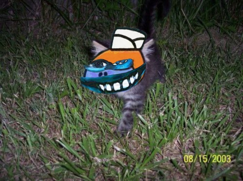 Create meme: cat , cheshire cat, Cheshire cats