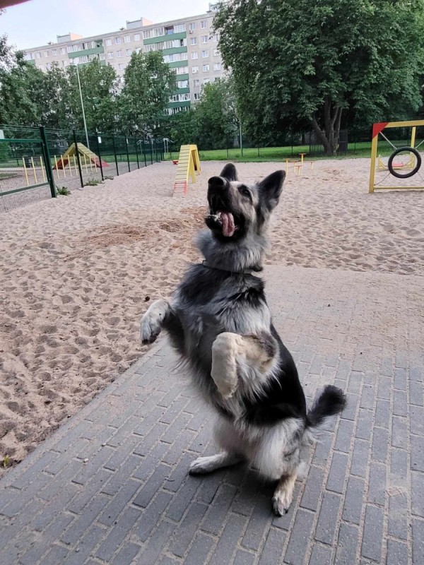 Create meme: sheepdog veo, shepherd , eastern European shepherd dog