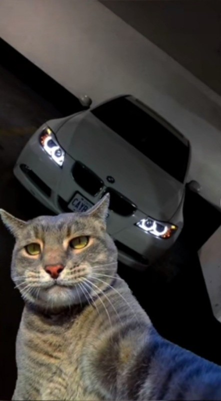 Create meme: cat selfie meme, cat , cat in the car 