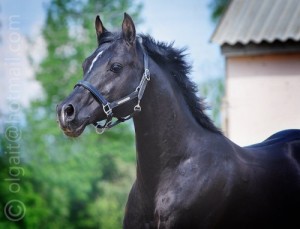 Создать мем: stallion, лошадь мем, black horse