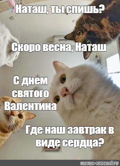 Наташа Ты Спишь Коты Картинки