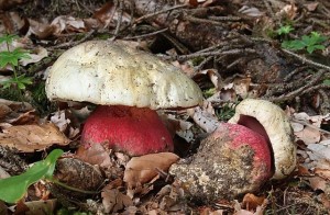 Create meme: mushroom boletus, mushrooms