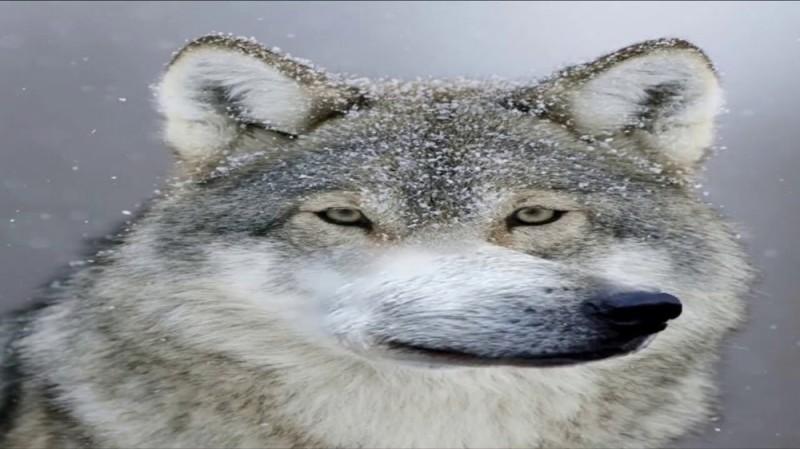 Create meme: grey wolf meme, wolf , memes wolf