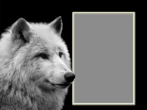 Create meme: Arctic wolf, auf wolf, wolf