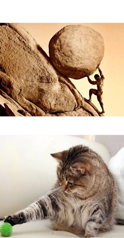 Create meme: balls for cats, Sisyphus, willpower