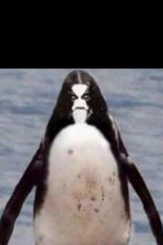 Создать мем: пингвин в нефти мем, пингвины пингвин, пингвин