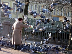 Создать мем: мем голубь, pigeon, кормление голубей