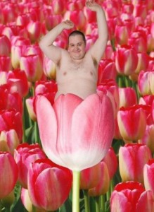 Create meme: pink tulips, tulips