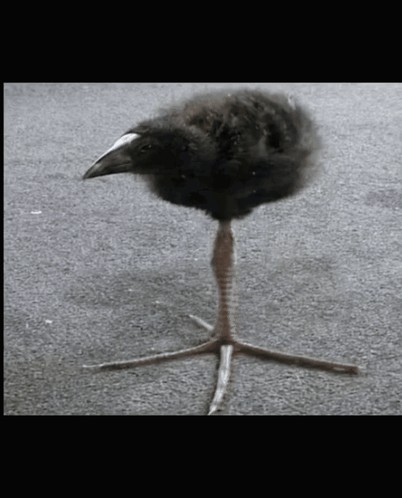 Create meme: Pukeko chick, The crake is a black chick, The rook chick