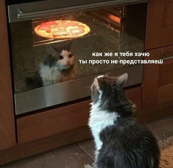 Create meme: pizza and cat memes, cat meme , cat 