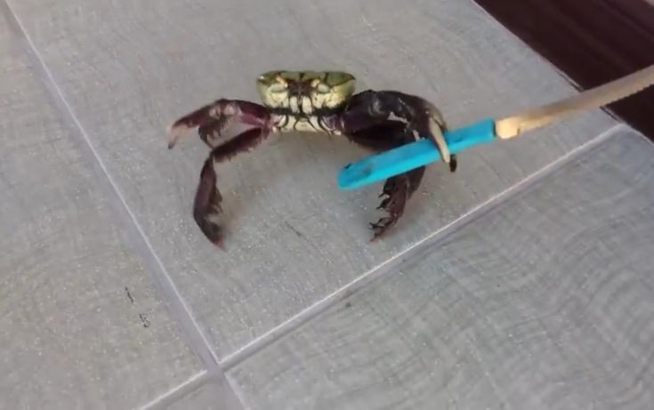 Create meme: dangerous crab, a crab with a knife meme, crab 