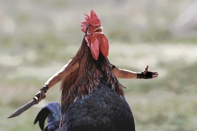 Создать мем: боевой петух, накаченная курица, злой петух