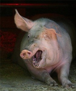 Создать мем: картина свинья хрюкай, хряк, фото свиньи прикольные