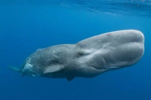 Create meme: cachalot, whale sperm whale