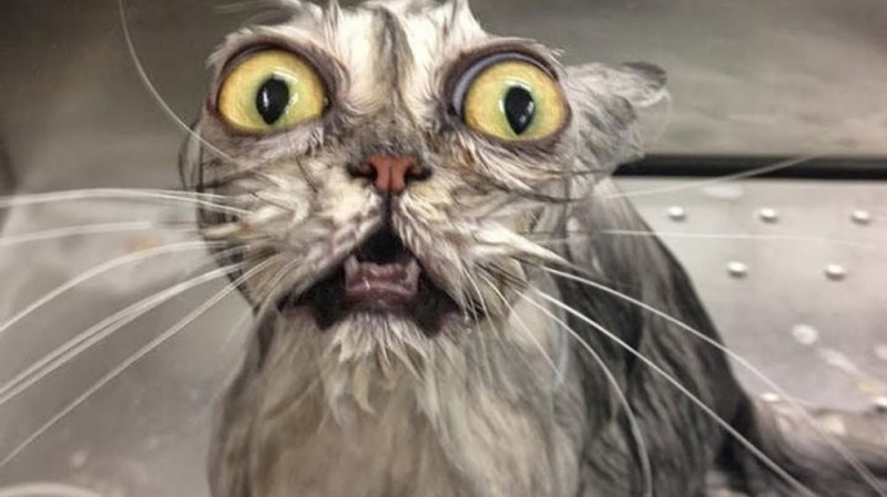 Create meme: cat with bulging eyes, wet pussy , funny wet cat