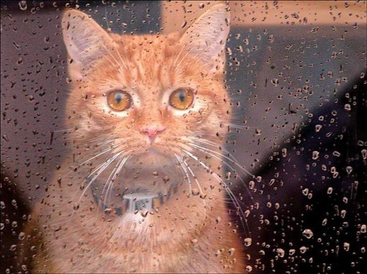 Create meme: The cat and the rain, cat in the rain, a wet cat in the rain