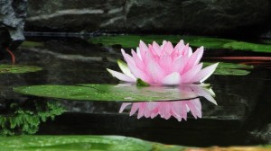 Создать мем: сю мосюку любуется цветами лотоса, водные цветы, water lily