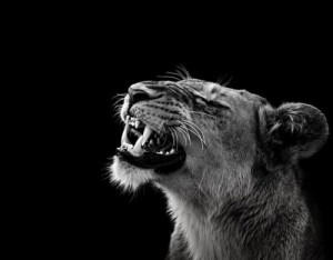 Create meme: lion, black and white portrait, wild animals