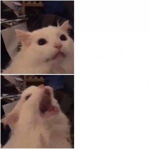 Create meme: cat meow, white cat meowing meme gif, white cat meowing meme