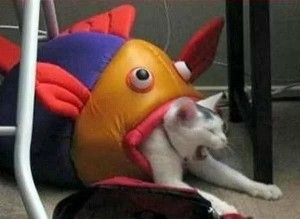 Create meme: fish cat, cats, funny pictures